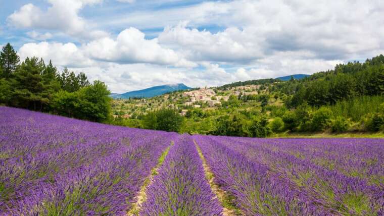 Champs de lavande typiques de la Provence en région PACA, sous un ciel bleu estival.